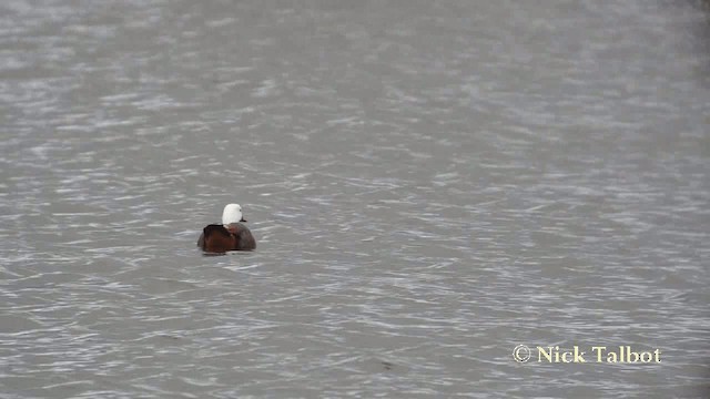 Paradise Shelduck - ML201729241