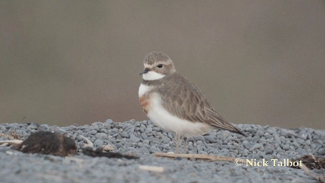 Double-banded Plover - ML201729251