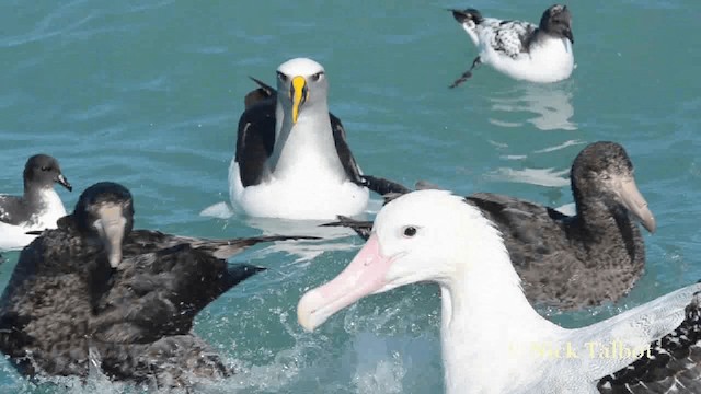 Buller's Albatross - ML201729271