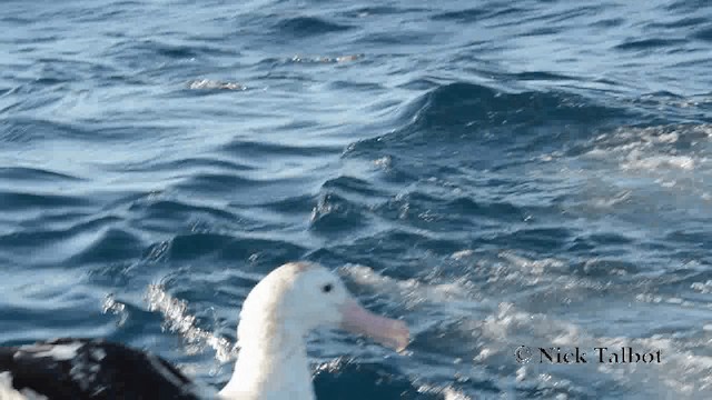 Albatros de las Antípodas (gibsoni) - ML201729291