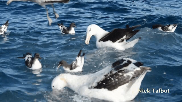 Albatros à sourcils noirs (impavida) - ML201729301