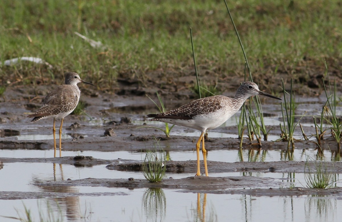 Greater Yellowlegs - ML20172931