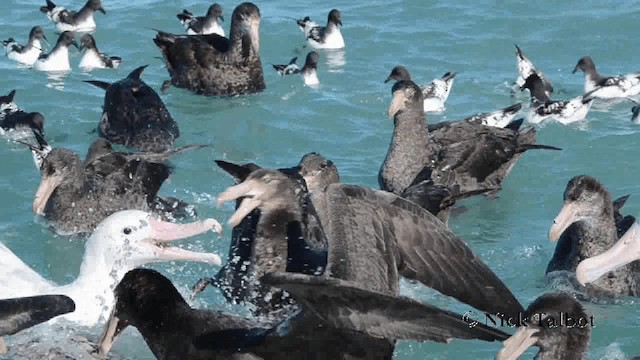 Northern Giant-Petrel - ML201729311