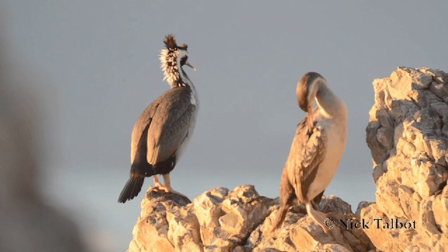 Spotted Shag - ML201729321