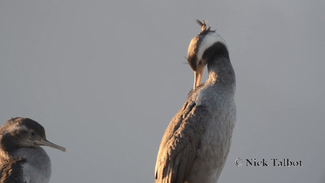 Cormorán Moteado - ML201729331