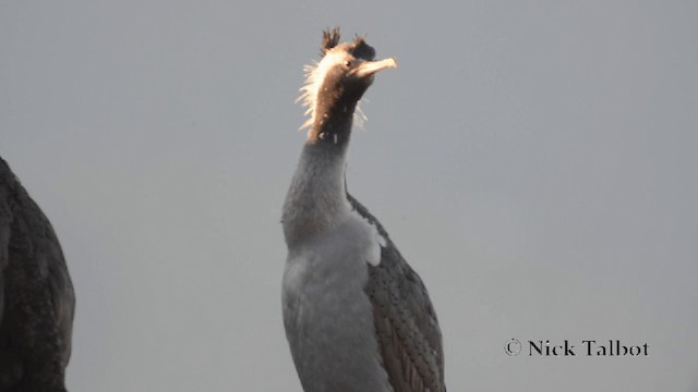 Cormorán Moteado - ML201729341