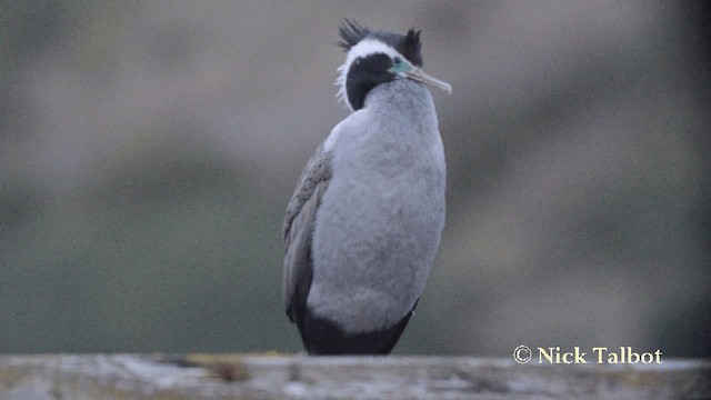 Cormorán Moteado - ML201729351