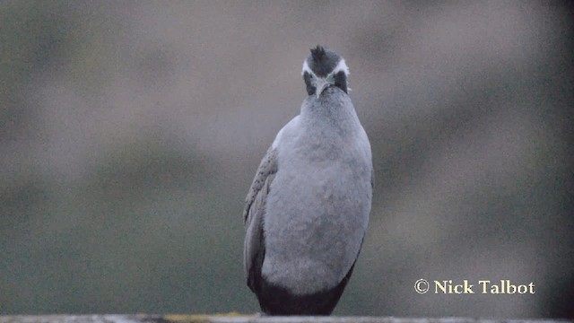 Cormorán Moteado - ML201729361