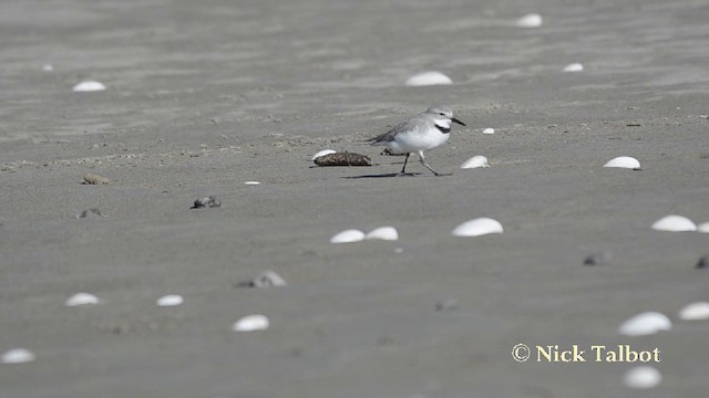 Wrybill - ML201729371