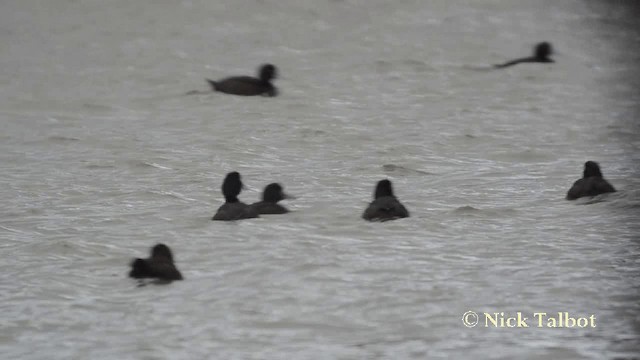 New Zealand Scaup - ML201729391