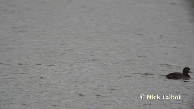 New Zealand Scaup - ML201729401