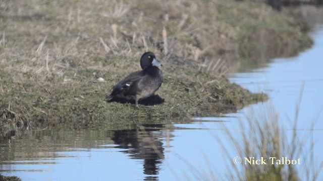 New Zealand Scaup - ML201729411