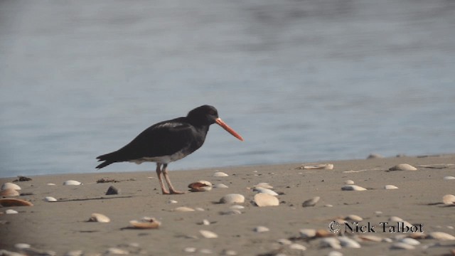 Variable Oystercatcher - ML201729431