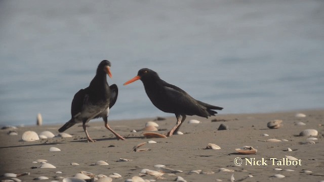 Neuseeland-Austernfischer - ML201729441