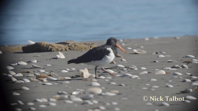 South Island Oystercatcher - ML201729451