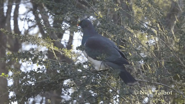 Yeni Zelanda Güvercini (novaeseelandiae) - ML201729461