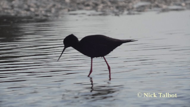 Black Stilt - ML201729471