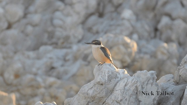 Sacred Kingfisher (New Zealand) - ML201729491