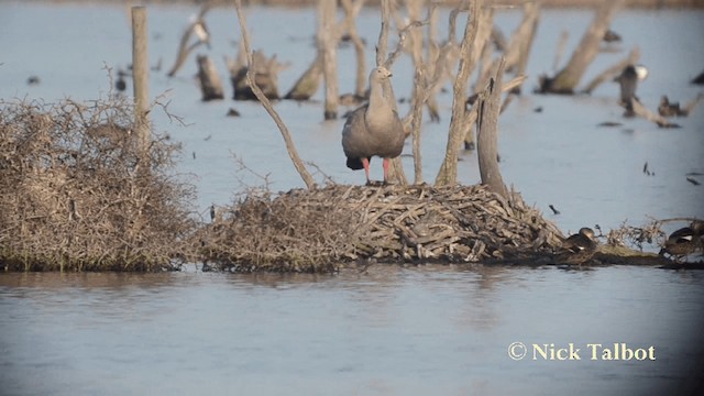 Cape Barren Goose - ML201729501