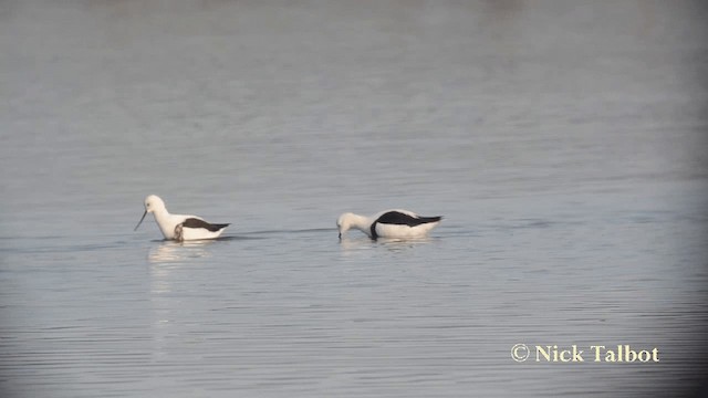 Banded Stilt - ML201729511