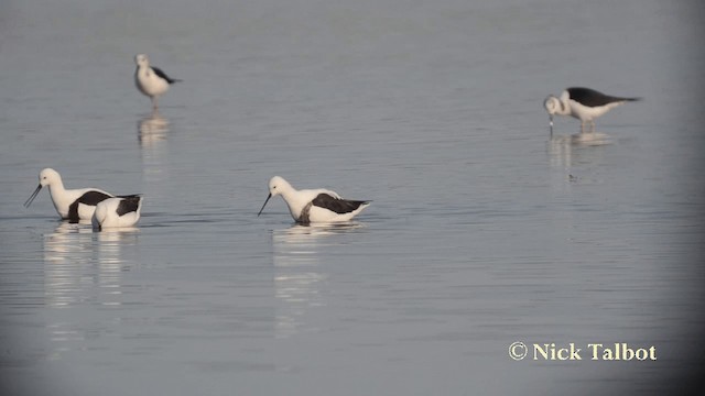 Banded Stilt - ML201729521