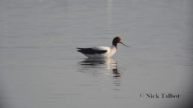 Avoceta Australiana - ML201729571