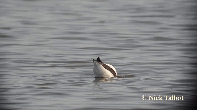 Avoceta Australiana - ML201729581