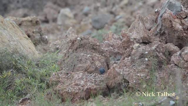 skalník modrý (ssp. pandoo) - ML201729601