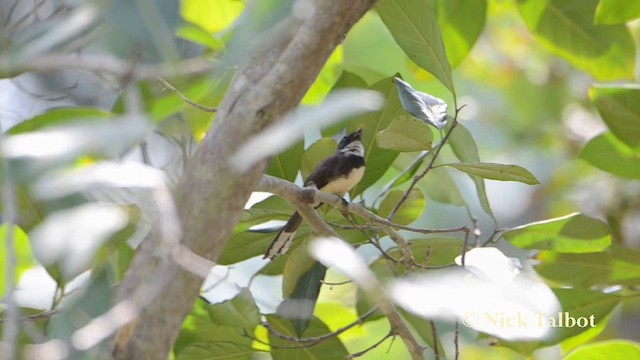 Malaysian Pied-Fantail - ML201729611