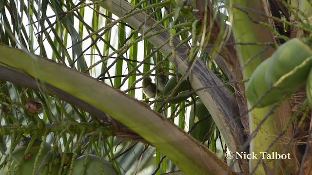 Swinhoe's White-eye - ML201729651