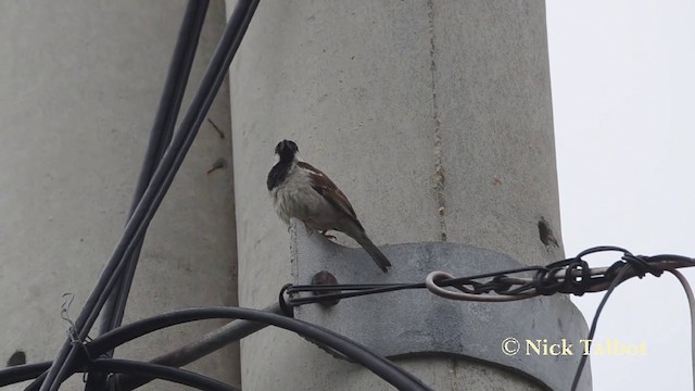 House Sparrow - ML201729661