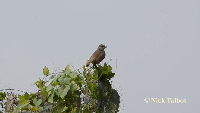 Bulbul de Blanford Oriental - ML201729671