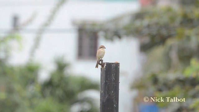 Brown Shrike - ML201729681