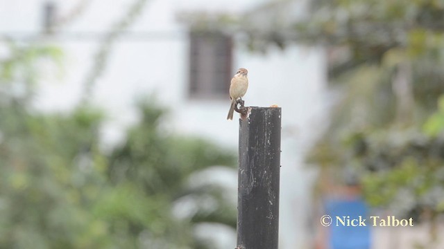 Brown Shrike - ML201729691