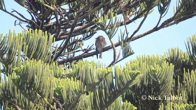 Nankeen Kestrel - ML201729701