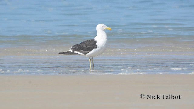 Gaviota Cocinera - ML201729711