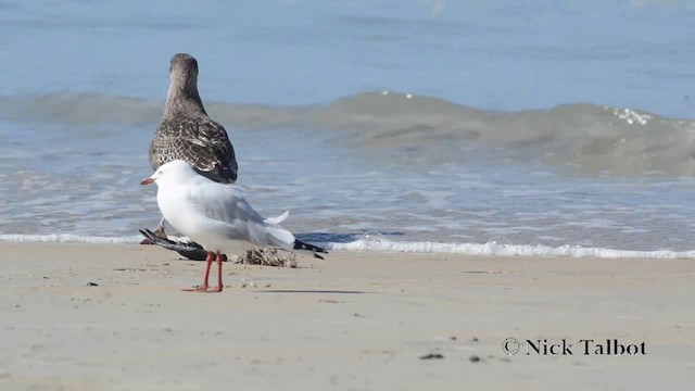 Gaviota Cocinera - ML201729721