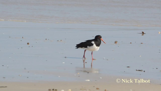 Pied Oystercatcher - ML201729801