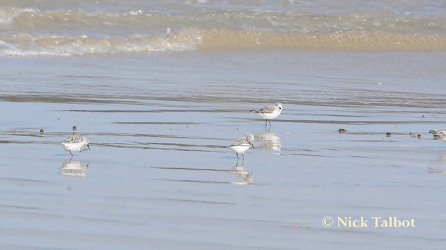 Bécasseau sanderling - ML201729811