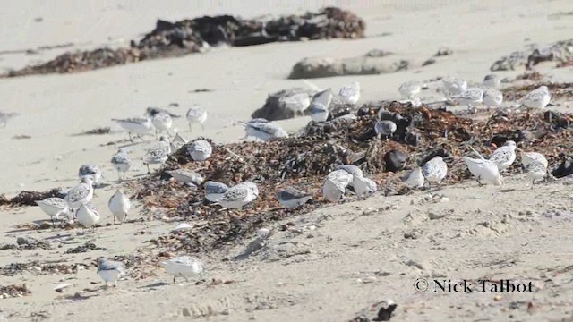 Bécasseau sanderling - ML201729821