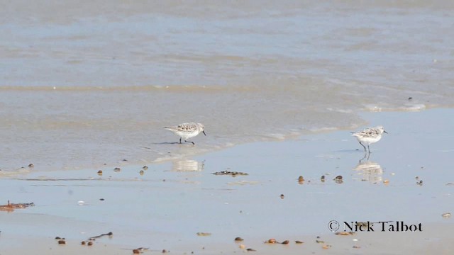 Bécasseau sanderling - ML201729831