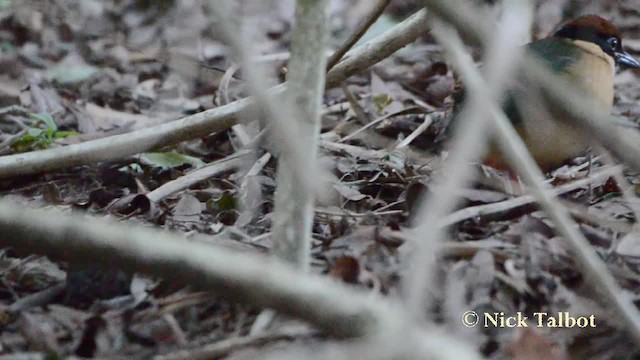 Noisy Pitta - ML201729851