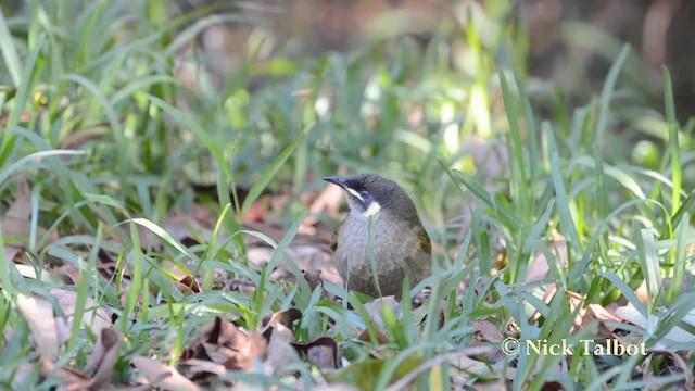 Lewin's Honeyeater - ML201729891