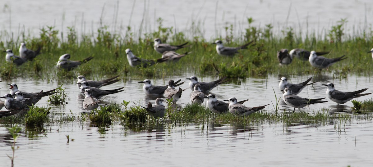 Black Tern - ML20172991