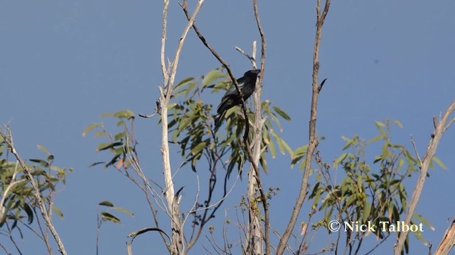 Drongo pailleté (groupe bracteatus) - ML201729921