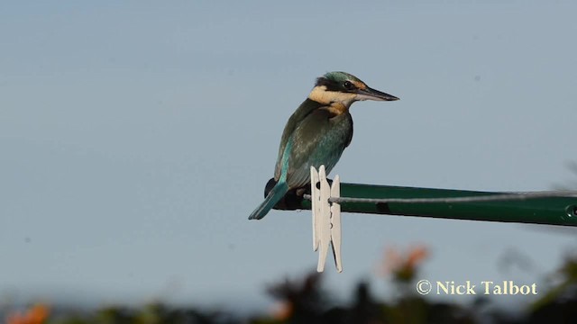 Sacred Kingfisher (Australasian) - ML201729961