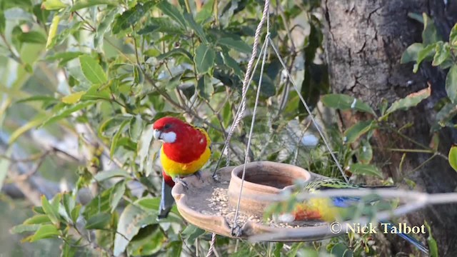 Eastern Rosella - ML201729971