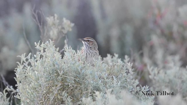 Rufous Fieldwren - ML201730021