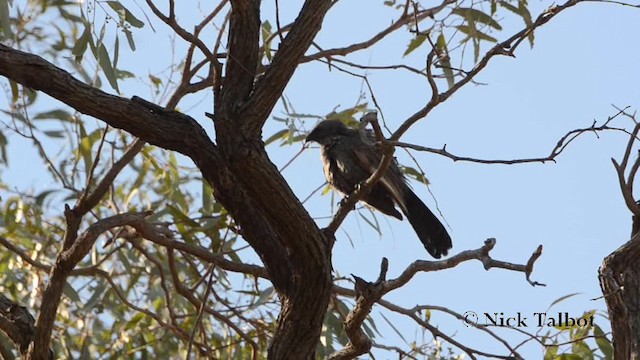 Apostlebird - ML201730031