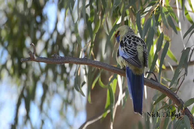 rødrosella (flaveolus) (gulrosella) - ML201730061